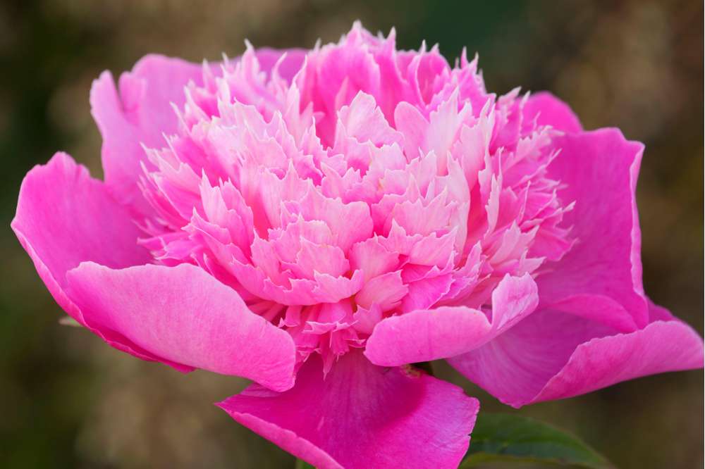 Pion 'Bouquet Perfect'